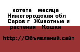 котята 3 месяца  - Нижегородская обл., Саров г. Животные и растения » Кошки   